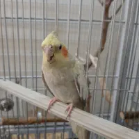 عروس هلندی نر هشت ماهه|پرنده|فردیس, شهرک شهید حسینی|دیوار