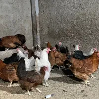 مرغ رسمی تخم گذار