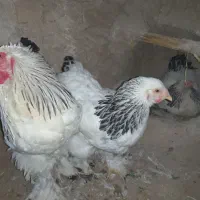 مرغ وخروس برهما(لایت)