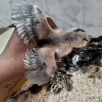 فروش جوجه ۱۵ روزه