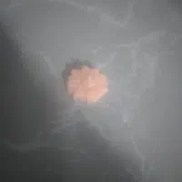شمع