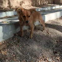 پاپی نژاد دار|سگ|نجف‌آباد, شیخ بهایی|دیوار