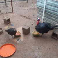 بوقلمون محلی