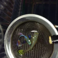 گوپی|ماهی|چهاردانگه (تهران), |دیوار