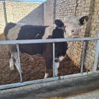 ۹راس گوساله سیمینتال درجه یک یک