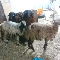 کوسفند