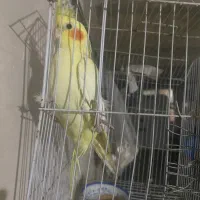 عروس هلندی