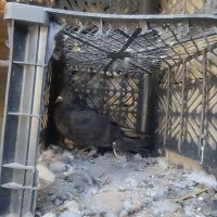 کفتر|پرنده|دهدشت, |دیوار