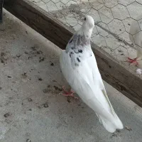 فروش کبوتر ماده طوقی الماسی