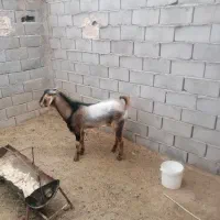 چپش دورگ آلپاین