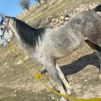 اسب نژاد دار اصیل