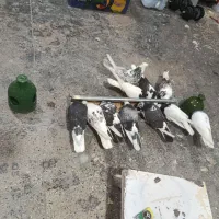۴جفت کفتر باتخم و جوجه