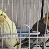 یک جفت عروس هلندی نرو ماده