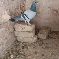 نروماده دم سفیدو..