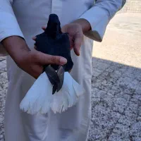 جفت اشعل برا فروش|پرنده|سوسنگرد, |دیوار