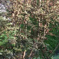 فروش باغ شهری در کودیان به قیمت دلالی|فروش زمین و ملک کلنگی|شیراز, کودیان|دیوار