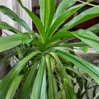 سوسن عنکبوتی.گلمادر2/5متر.10تاپاجوش