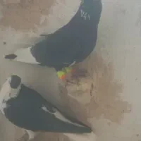 سیاه پلنگ کلاهی نر پریده با سیاه رسمی|پرنده|رفسنجان, |دیوار