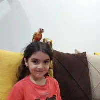 طوطی گرینچیک|پرنده|میاندوآب, |دیوار