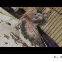 جوجه عروس هلندی