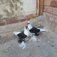 کبوتر|پرنده|شیراز, شهرک بهار|دیوار