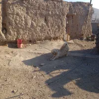 سگ پاکوتاه|سگ|لیلان, |دیوار