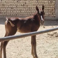 کره مادیون پنج ماهه