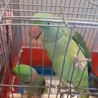 یک جفت شاه طوطی کار داده بشرط