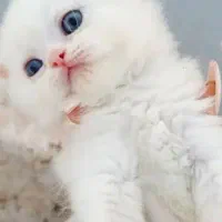 گربه بریتیش