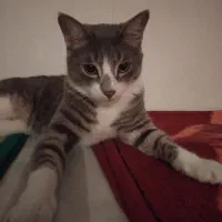 واگذاری گربه|گربه|پرند, فاز ۶|دیوار