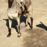 حیوونای اصیل|حیوانات مزرعه|تربت جام, میان جام|دیوار