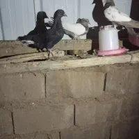 کفتر