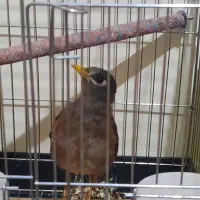 مرغ مینای نر ۳ ماهه تازه دون خور