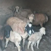 میش زاییده بره‌دار دونه ۱۲ و ۶۰۰ بردسیر|حیوانات مزرعه|کرمان, |دیوار