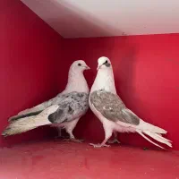 ۳۰ تا کفتر آسمان خراش نروماده