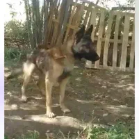 گمشده سگ مالنیوز