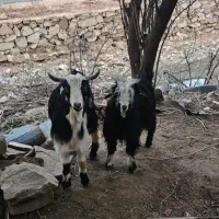 بیگ و بز|حیوانات مزرعه|مسجد سلیمان, |دیوار