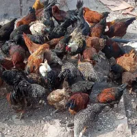25عدد خروس سرحال