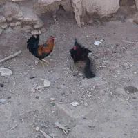 خروس گلین