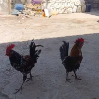 خروس