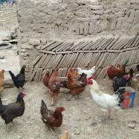 مرغ و خروس جوان تخمگذار