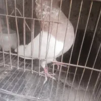 کبوتر کله|پرنده|راور, |دیوار