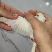 جوجه مرغ عشق رنگ خاص نر و ماده جفتی ۳۵۰|پرنده|اسلام‌شهر, شهرک مصطفی خمینی|دیوار