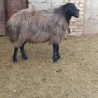 قوچ