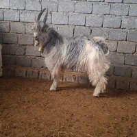 بزقاله دوبری ترکی|حیوانات مزرعه|بن, |دیوار