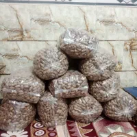 خرما سفید|عمده‌فروشی|بم, |دیوار