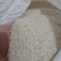 نیم دانه کاظمی