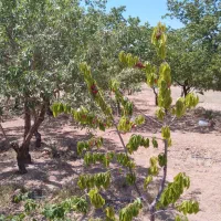 16جریب باغ بادام و 2 ساعت آب قطره ای|فروش دفتر صنعتی، کشاورزی، تجاری|بن, |دیوار