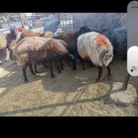 یه نفر چوپان ماهر نیازمندیم