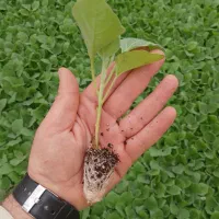 نشاء بادمجان و نشاء هندوانه